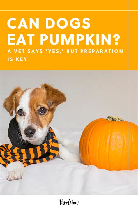 Can Dog Eat Pumpkin Skin