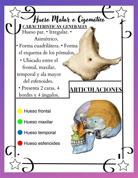 Solution Hueso Malar O Cigomatico Reparos Anatomicos Constitucion Y