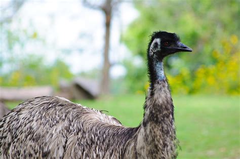 Old Man Emu He Cant Fly But Im Telling You He Can Run Flickr