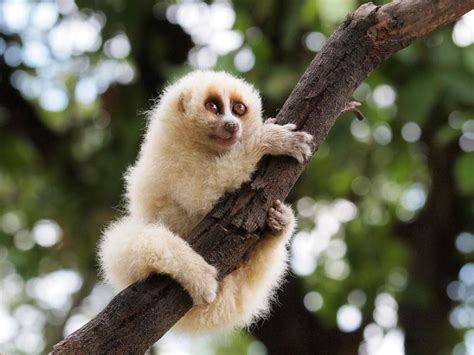 Descubra Quais S O Os Animais Mais Lentos Da Natureza Top Melhores