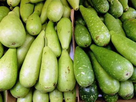 HORTA E FLORES Abóbora d água Benincasa hispida