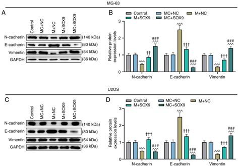 Hydroxygenkwanin Suppresses Proliferation Invasion And Migration Of