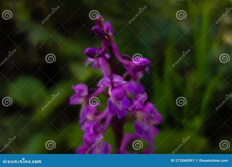 Early Purple Orchid Orchis Mascula Isolated Stock Image Image Of