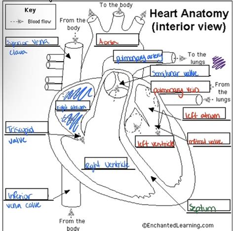 Circulatory System Flashcards Quizlet