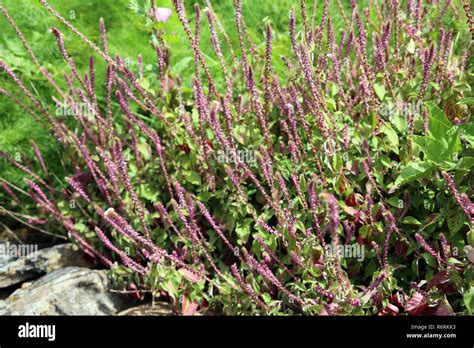 Apamarga Achyranthes Aspera Stock Photo Alamy