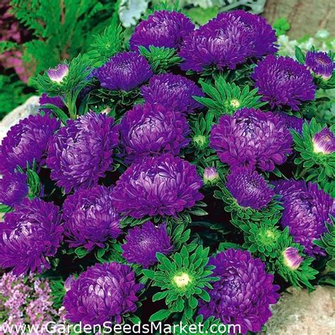 Deep Blue Aster Flower | Best Flower Site