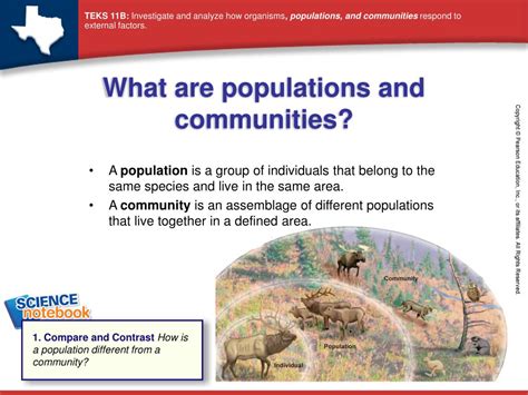 Ppt What Are Populations And Communities Powerpoint Presentation