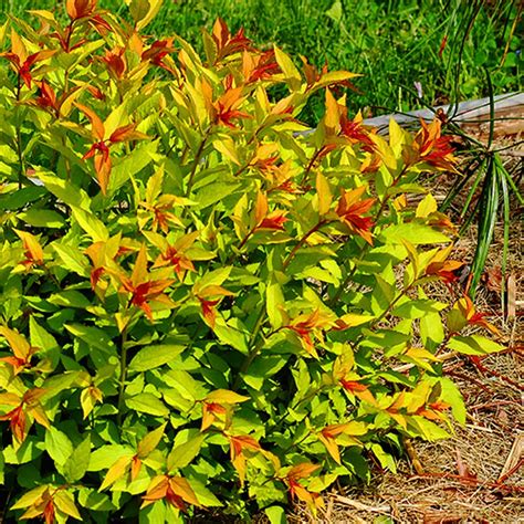 Goldflame Spirea Foothills Nurseries