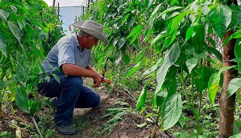 Impulsan reconversión de cultivos en el corredor seco salvadoreño