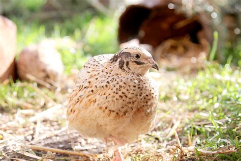 Natural Coturnix Quail Keeping Silver Homestead