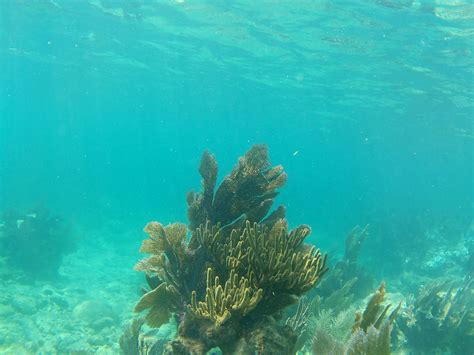 Snorkel The Keys Snorkeling Grecian Rocks Key Largo Dry Snorkel