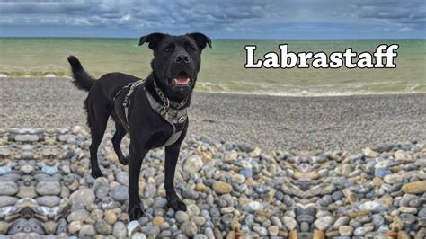 7 Things To Know Before Buying Labrastaff | Labrador Retriever ...