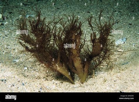 Red Alga Gracilaria Foliifera Galicia Hi Res Stock Photography And