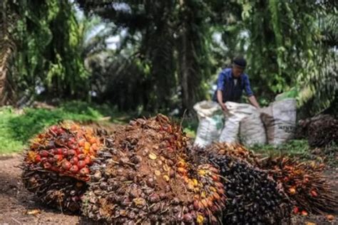 Provinsi Penghasil Kelapa Sawit Di Indonesia Tempat Raja Minyak