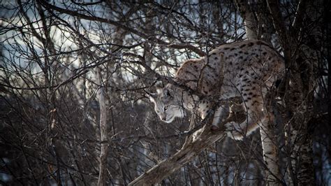 Wallpaper Lynx Branch Big Cats Trees Animals 1920x1080