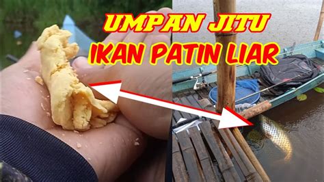 Umpan Jitu Ikan Patin Liar Youtube