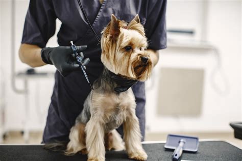 D Nde Puedo Aprender Peluquer A Canina