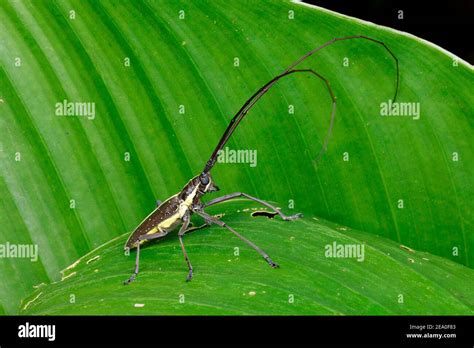 A Male Longhorn Beetle Taeniotes Scalatus Displaying Its Long Antenae