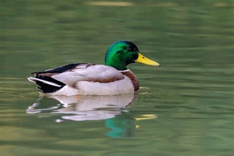 91 918 Brown Mallard Duck Royalty Free Images Stock Photos Pictures