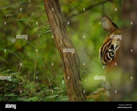 Portrait Of Royal Bengal Tiger In Green Forest Of Ranthambhore National