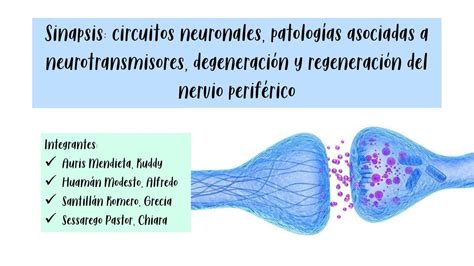 Sinapsis Apuntes Médicos Udocz