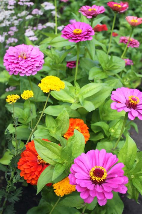 16 Annuals That Bloom ALL Summer Long Natalie Linda 2022