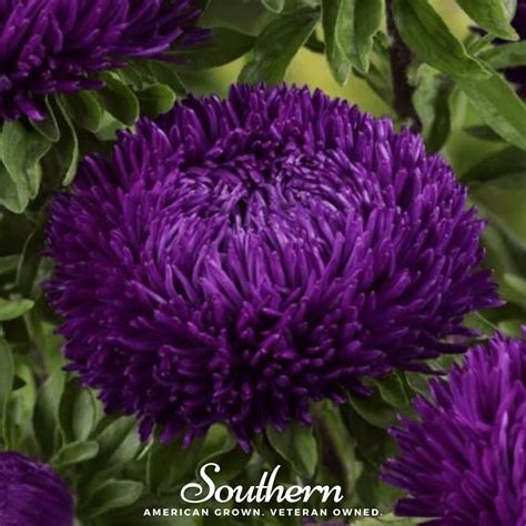 Aster, Gremlin Violet (Callistephus gremlin) - 50 Seeds - Southern
