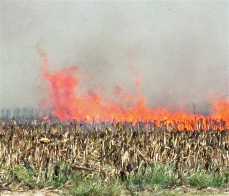 Hungary Destroys All Monsanto GMO Corn Fields - VINA - Vaishnava ...