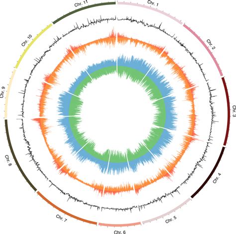 Diagram Of Snps Found By Resequencing Of 683 Common Bean Download