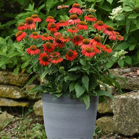 Echinacea X Hybrida Artisan Red Ombre Coneflower Siteone