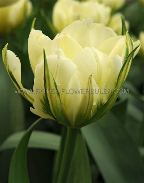 Tulipa Fosteriana ‘exotic Emperor‘ 12 Cm 15 Pkgsx 6 Rotex