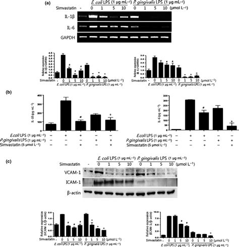 Effects Of Simvastatin On The Expression Of Il 1b And Il 6 And Vcam 1 Download Scientific