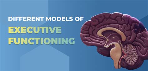 What Is The Executive Function In The Brain And Why Is It Important Clarke Bioscience