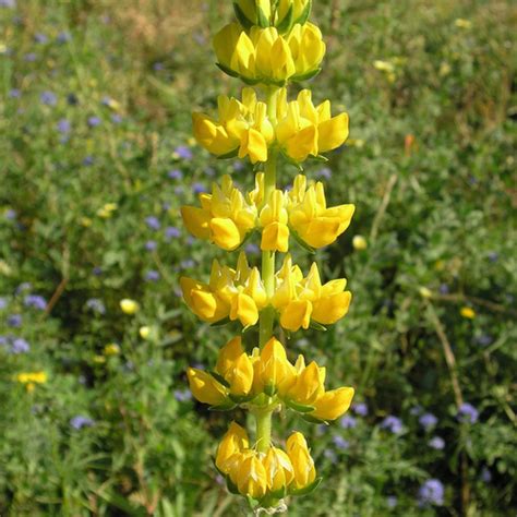 Plante à Fleurs Jaunes Liste Ooreka