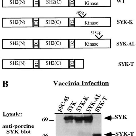 Structure And Expression Of Porcine Syk Mutants A Schematic