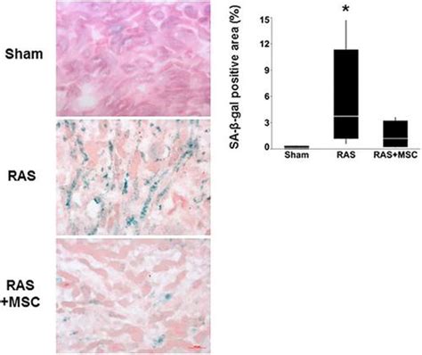 Journal Of Cellular Physiology X Mol