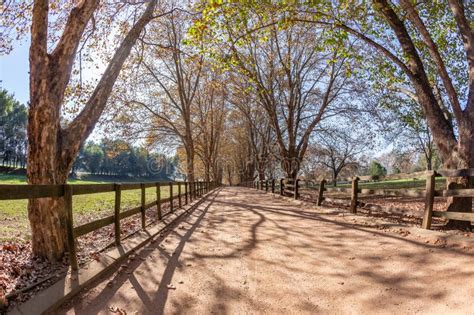 11 282 Autumn Dirt Road Trees Stock Photos Free Royalty Free Stock