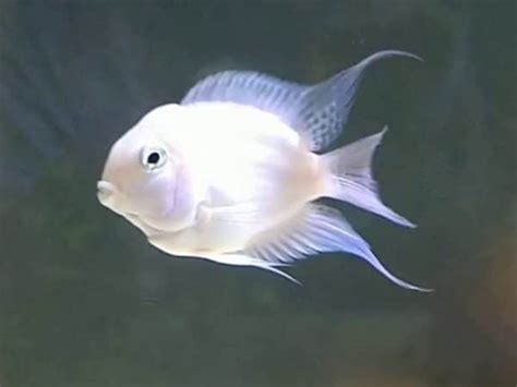 Snow White Parrot Discus Rive Sud Poissons Exotiques