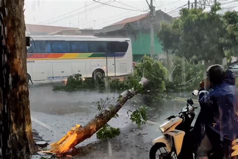 Angin Kencang Di Pantura Tumbangkan Sejumlah Pohon Besar Antara News