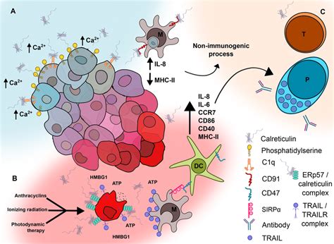 Crt Involvement In Efferocytosis And Cancer A A Possible Model For The