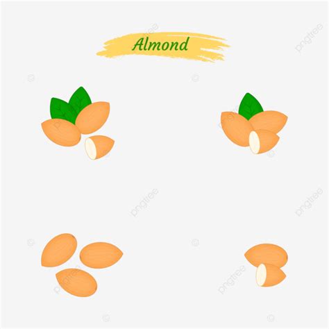 Conjunto De Ilustraci N Vectorial De Almendras Png Dibujos Almendra