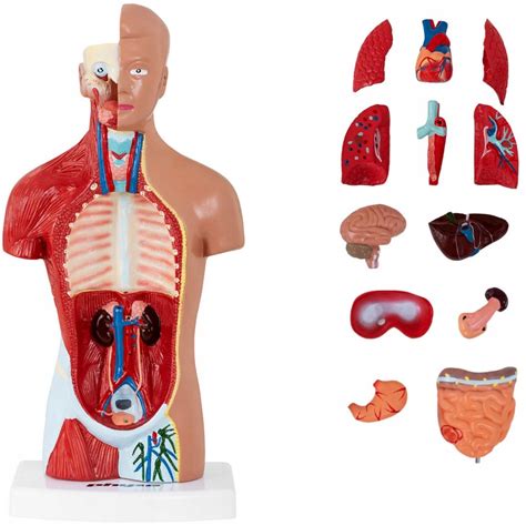 Tu W Cz Owieka Model Anatomiczny D Anatomia Allegro Pl