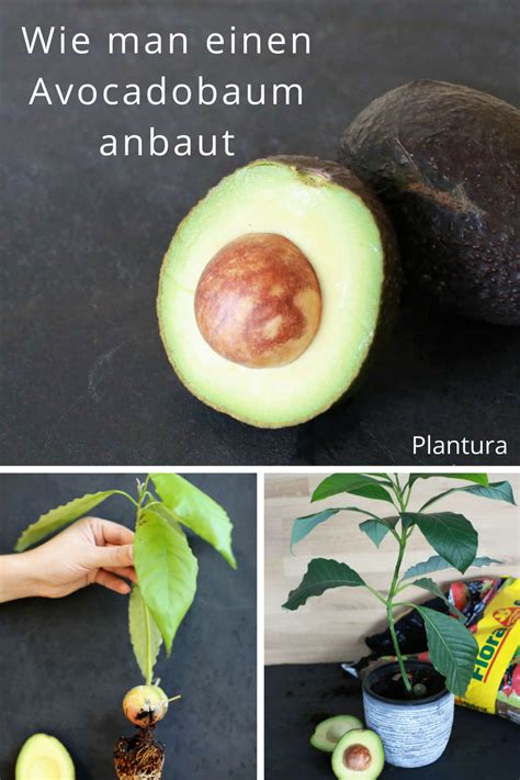 Avocadokern Einpflanzen Einfache Anleitung Plantura Avocado Baum