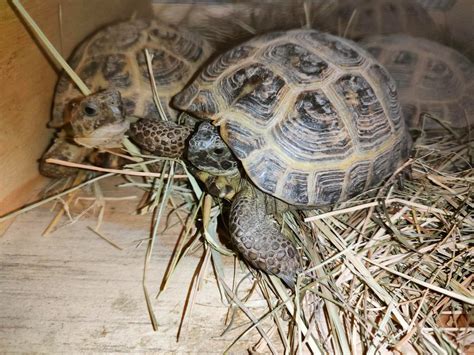 104 tortues protégées saisies dans un fourgon par les douaniers de