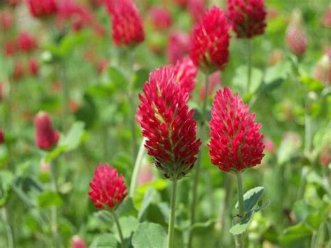 100 Crimson Clover Seeds To Grow Etsy