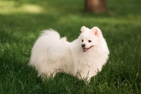 Cute White Spitz Dog Outdoor Stock Image - Image of pomeranian, male ...