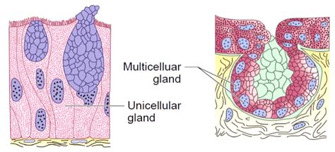 Glandular And Compound Epithelium W3schools