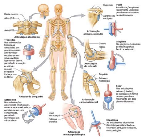 articulações sinovias Educação Física