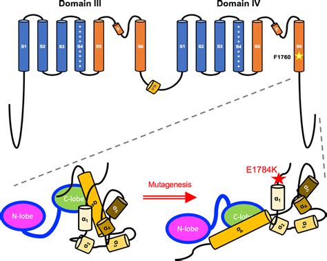 Sodium Channel Schematic Diagram Domain III And Domain IV Along With