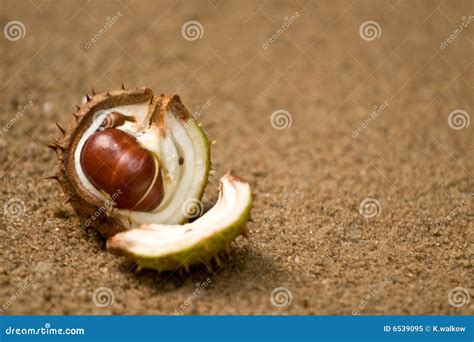 Horse Chestnut Shell And Nut Royalty Free Stock Photo - Image: 6539095